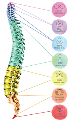 A 3 d image of the spine and eight different colors.